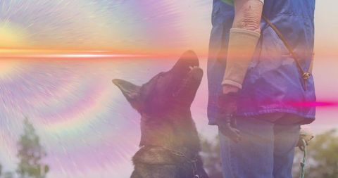 Obedience Training of German Shepherd in Vibrant Outdoor Setting