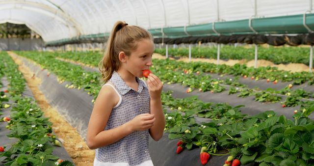 A young girl is enjoying a fresh strawberry while standing in a greenhouse full of strawberry plants. This image can be used for illustrating concepts of healthy eating, organic farming, and sustainable agriculture. It is ideal for farm-related blogs, agricultural promotion materials, and children's health and nutrition campaigns.