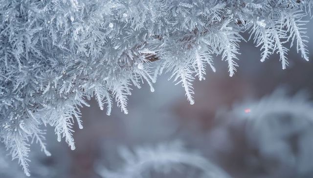 Frosted conifer branch forming hoarfrost crystals with ice droplets, winter macro texture