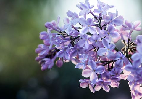 Glowing Purple Lilac Blossoms Close-Up with Soft Bokeh and Morning Light