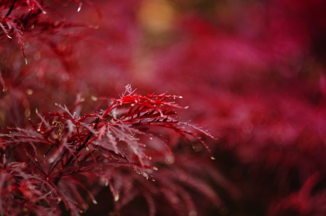 Close-Up of Red Japanese Maple Leaves with Water Droplets - Download Free Stock Photos Pikwizard.com