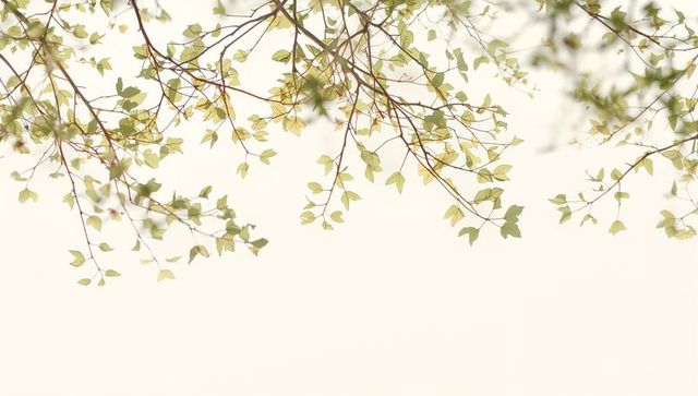 Overhanging slender branches with light green triangular leaves against soft pale sky