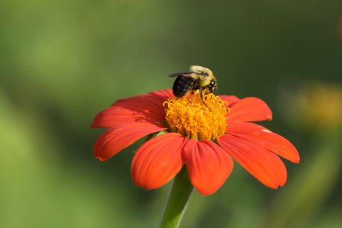 Close-up of Bumblebee Pollinating Vibrant Orange Flower
