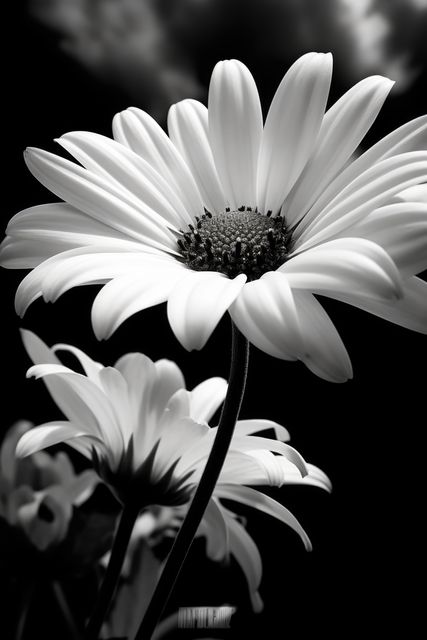 White daisy flowers in black and white on black background, created using generative ai technology. Daisy, flower, pattern, nature in black and white concept digitally generated image.