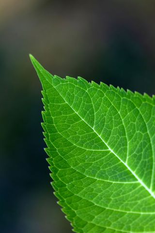 Close-up view of fresh green birch leaf against blurred background
