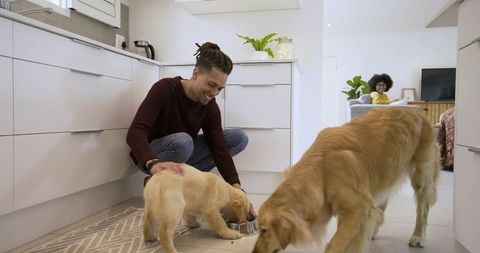 Man feeding golden retriever puppy and adult dog in modern kitchen while partner watches