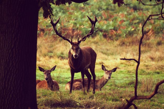 A majestic stag with impressive antlers stands confidently in a lush forest meadow, accompanied by two doe resting nearby. The scene captures the beauty and tranquility of wildlife in their natural habitat. This image is perfect for nature-themed content, wildlife documentaries, conservation projects, outdoor magazines, or as decor for nature enthusiasts.