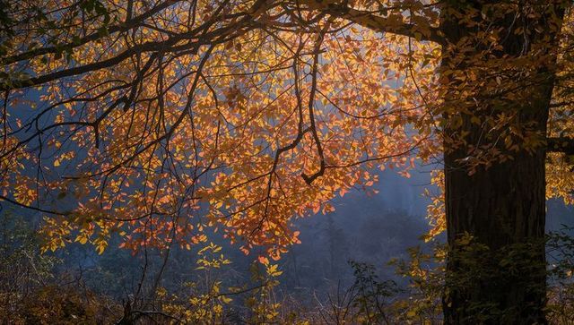 Backlit golden canopy over misty forest edge with large trunk and autumn foliage