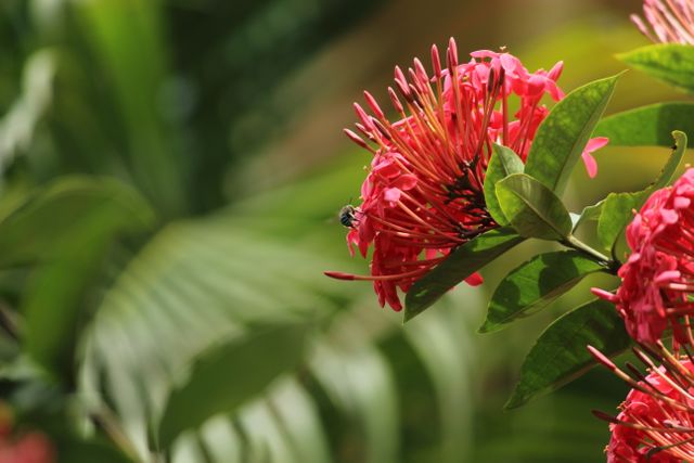 Close-up of a bee pollinating vibrant red flowers in a summer garden surrounded by lush green foliage. This image can be used for articles or blogs about gardening, botany, biodiversity, nature, and environmental conservation.