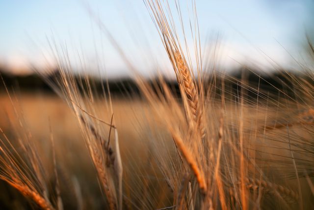 Close-up view of golden wheat stalks in a field during sunset. The warm sunlight highlights the wheat, creating a tranquil rural scene. Perfect for use in agriculture promotions, nature-themed artworks, farming websites, or as a background for harvest-related projects.