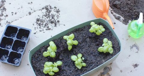 Basil seedlings growing in rectangular planter with watering can and spray bottle
