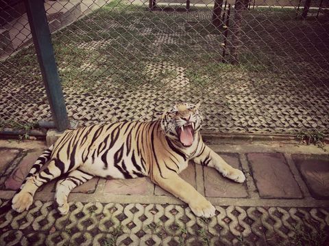 Tiger yawning in secure enclosure highlighting natural habitat