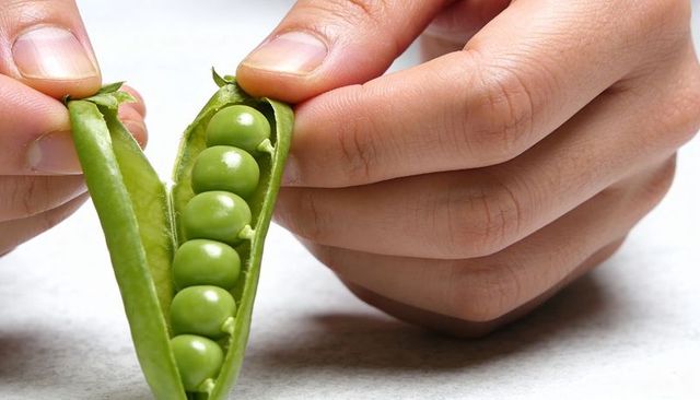 Hands holding and peeling fresh green pea pod revealing neat row of glossy peas closeup