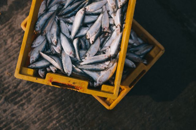Showing abundance of freshly caught fish in yellow crates at a harbor. Perfect for use in articles about fishing industry, sustainable fishing practices, marine life, seafood markets, coastal economies, or presenting fresh seafood products.