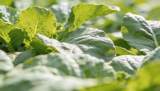 Sunlit leaf closeup showing textured veins and lush garden greens with soft background bokeh