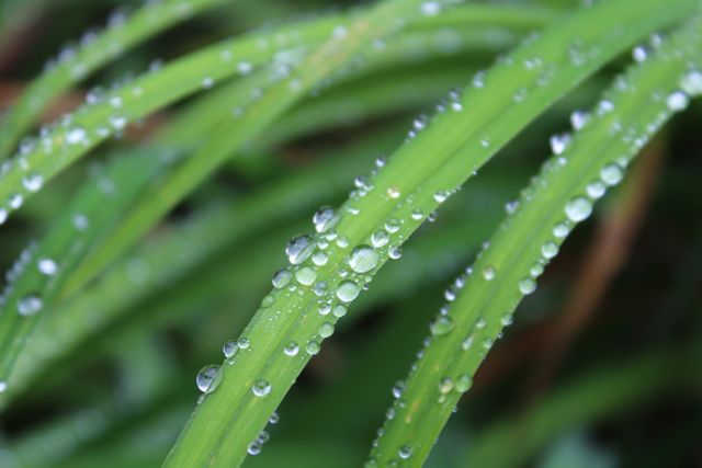 This vivid close-up captures dew drops on green grass blades, presenting nature's intricate detail and freshness. Ideal for nature-themed publications, gardening blogs, environmental campaigns, and designs emphasizing calming or fresh themes.
