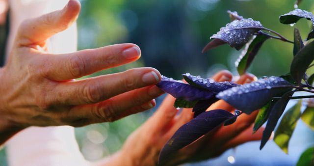 Hands Gently Holding Dew-covered Leaves in Nature - Download Free Stock Images Pikwizard.com