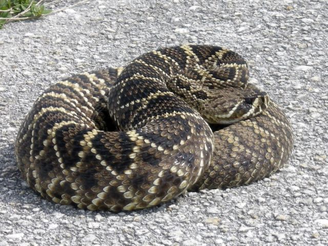 Diamondback rattlesnake coiled defensively on the asphalt, highlighting its unique patterns and textures. Suitable for use in educational materials about wildlife, snake identification guides, or conservation efforts in Florida.
