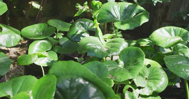 Close up of the large, rounded green leaves of a low plant gently moving in sunlight and shadow, in slow motion