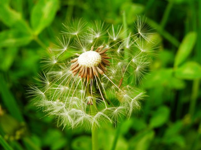 Detailed close-up shot of a dandelion head with delicate seeds ready to be dispersed, set against a lush green background. Ideal for nature-themed projects, educational materials on plant life cycles, and promoting agriculture or gardening resources.