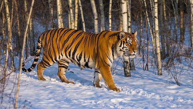 Siberian Tiger Striding Through Snowy Birch Forest at Golden Hour