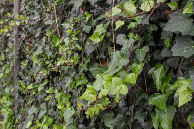 Lush Green Ivy Vines Twisting Along Wall - Download Free Stock Photos Pikwizard.com