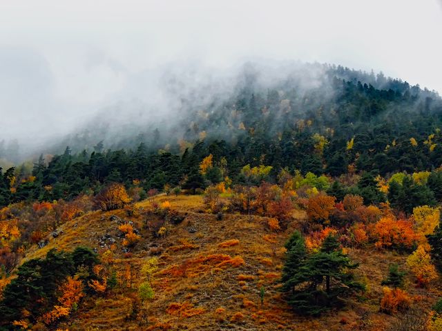 Captivating autumn forest on a misty hillside showcasing vibrant fall foliage. Ideal for nature and travel blogs, seasonal marketing materials, and calendars highlighting fall landscapes.
