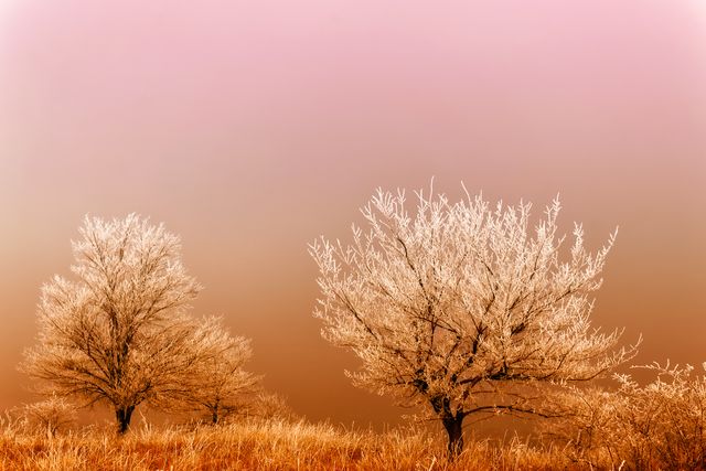 Frosted trees stand against a soft pink sky at sunset, creating a serene winter landscape. This image can be used for seasonal promotions, nature-related projects, or tranquil backgrounds in various design contexts such as postcards, calendars, or social media posts.