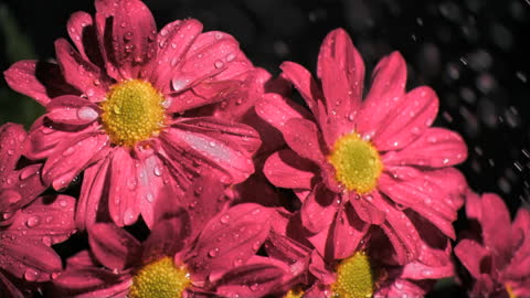 Bright Pink Flowers with Dew under Subtle Nightfall Rain