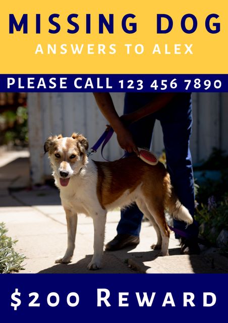 Poster helps in locating lost dogs. Contains clear photograph of the dog and owner brushing it, along with contact details and a reward offer. Ideal for community notice boards, social media shares, and neighborhood flyers.