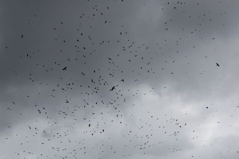 Flock of Birds Flying Under Overcast Sky