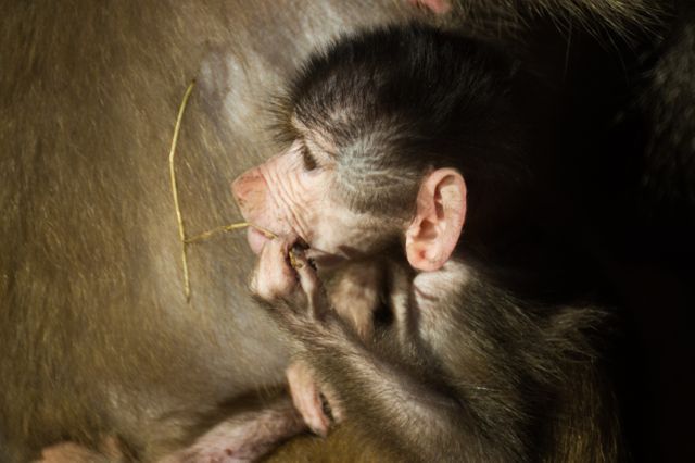 Photo showcasing a baby baboon clinging to its mother's fur. Vivid detail highlighting the bond between the infant and its caregiver. Ideal for use in educational materials, wildlife documentaries, articles on mammal behavior, and environmental campaigns. It encapsulates the tenderness and natural instincts found in the animal kingdom.