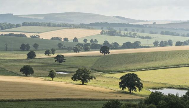 Rolling pastoral hills with patchwork fields, scattered oak trees and ponds hazy countryside