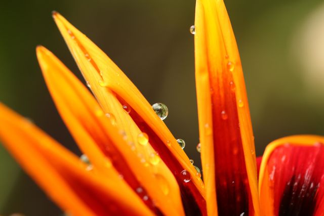 Capturing the beauty of nature, this close-up shot of water droplets on vibrant flower petals is perfect for illustrating themes of environmental care, freshness, and natural beauty. Ideal for use in ecological awareness campaigns, nature photography showcases, and gardening or botanical publications.