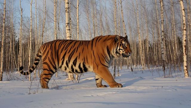 Siberian tiger walking through snowy birch forest at golden hour leaving paw prints