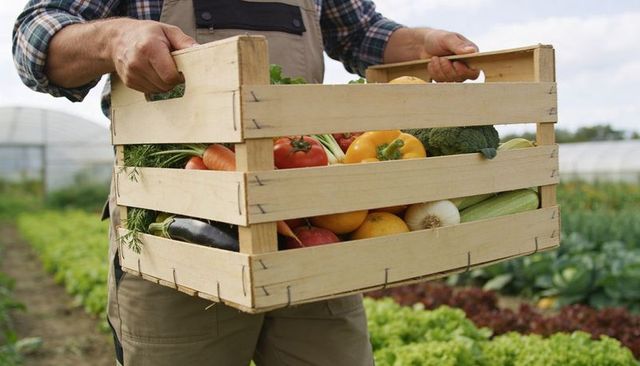 Farmer carrying wooden crate filled with fresh organic vegetables in vegetable garden
