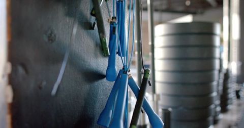 Blue-handled jump ropes hanging on textured gym wall next to stacked bumper plates