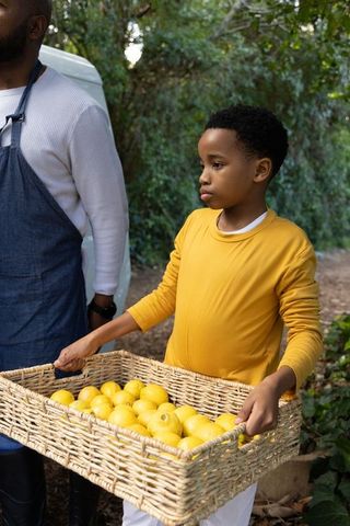 African american boy holding basket of lemons harvesting with adult at orchard