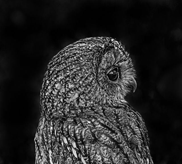 A close-up black and white portrait of a tawny owl, showcasing the detailed feathers and keen eye of this nocturnal bird. Perfect for use in wildlife photography showcases, bird-watching blogs, educational material on owls or birds of prey, and monochromatic art displays.