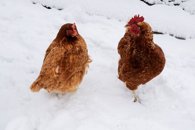 Two brown chickens are seen standing in a snowy field. Their feathers contrast sharply against the white snow, giving a vivid representation of rural life in winter. This image can be used in farming blogs, winter-themed articles, and educational materials about raising poultry in cold climates.