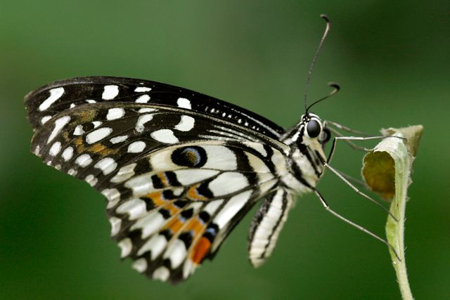 Close-up of Black and White Butterfly on Leaf - Download Free Stock Photos Pikwizard.com