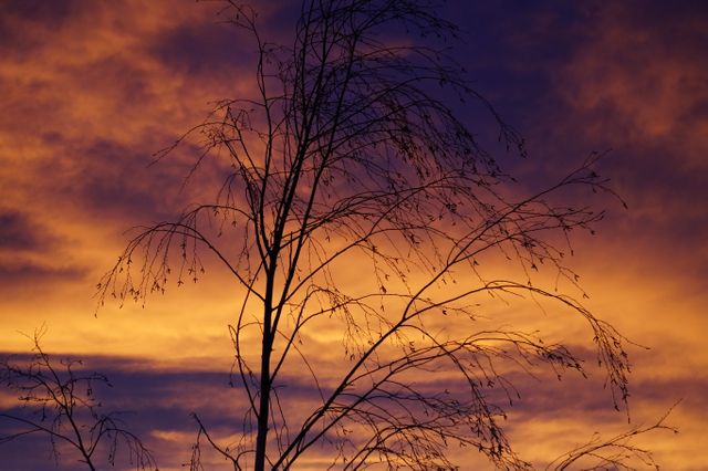 Silhouette of Bare Tree Branches Against Dramatic Sunset Sky - Download Free Stock Photos Pikwizard.com
