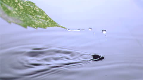 Water Droplets Falling from Leaf in Slow Motion