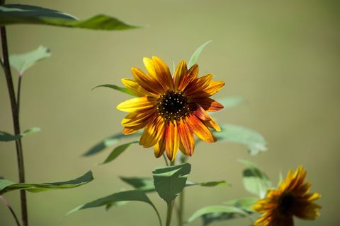 Autumn sunburst sunflower blooming in soft summer light with warm golden petals
