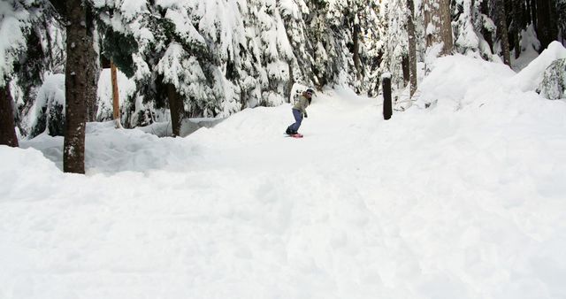 Person snowboarding on a trail in a snow-covered forest. Tall trees coated with snow. Perfect for winter sports promotions, travel brochures, adventure-themed marketing materials, and outdoor activity advertisements.