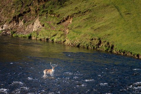 Majestic buck standing in scenic river landscape