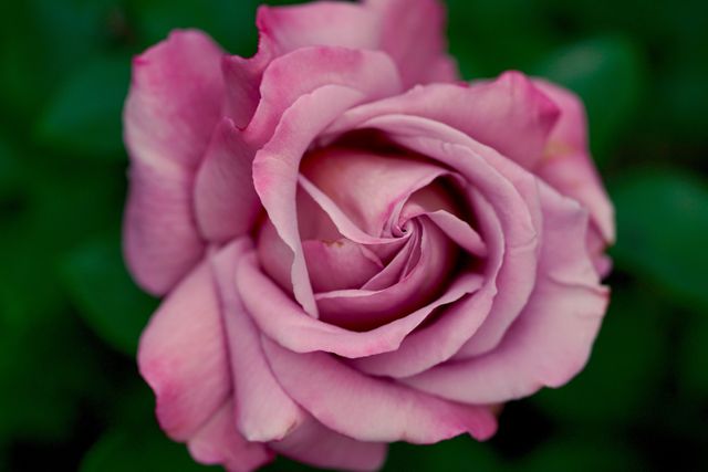Close-Up of Pink Rose in Bloom Against Green Foliage - Download Free Stock Photos Pikwizard.com