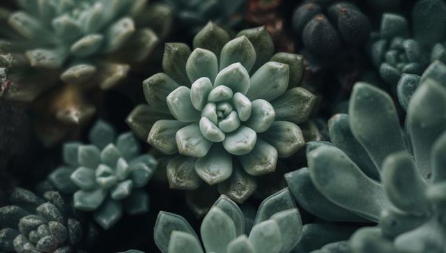 Vibrant rosette succulents display elegance and modern botany