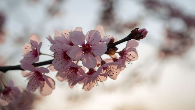 Backlit pink cherry blossom cluster on dark branch with buds soft pastel spring mood