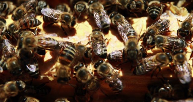 Close-up View of Bees Busy at Work on Honeycomb - Download Free Stock Images Pikwizard.com